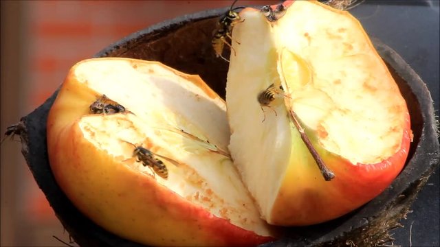 wasps on apple fruit
