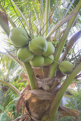 Sweet coconut cluster on sweet coconut tree
