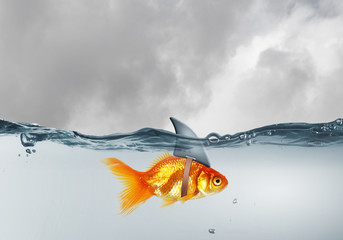 Gold fish with shark flip . Mixed media