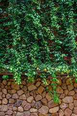 Green vines covering stone wall