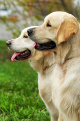 two beautiful family dogs are Golden retrievers in the summer na