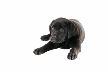 Black labrador puppy