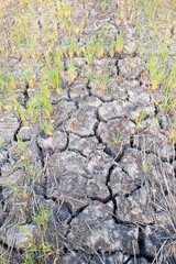 Dry cracked