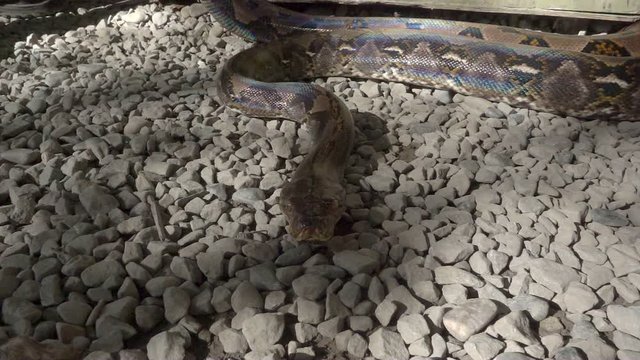 Python reticulatus closeup moving on the ground. Super slow motion 240fps.