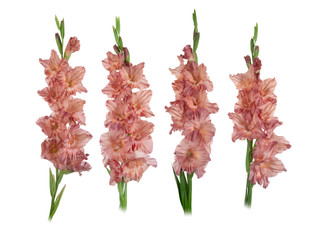 beautiful beige gladiolus flowers isolated on white background