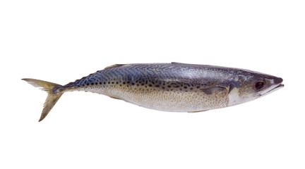 Atlantic mackerel on a light background