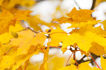 Naklejka na ściany i meble Yellow Acer Leaves in Autumn