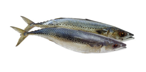 Fototapeta premium Atlantic mackerel on a light background