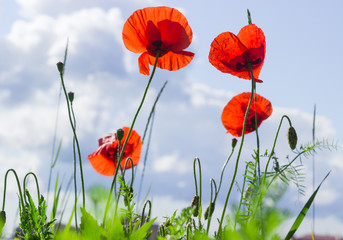 Obraz premium Poppies against the sky