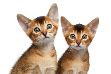 Closeup Two Cute Abyssinian Kitten Sitting and Curious Looking in Camera on Isolated White Background, Front view, Baby Animal