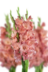 greeting gladioli beige color on a white background