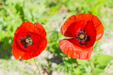Two poppy flowers with bee closeup