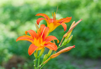 Two orange lily flowers © An-T