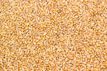 Background of wheat grains