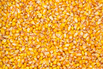 Background of grains of a ripe corn
