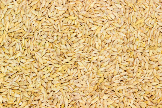 Background of barley grains