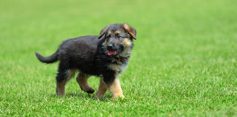 Baby German Shepherd