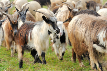 Fototapeta premium Goat in mountain. Autumn season