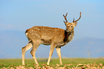 Naklejka na ściany i meble Whitetail Deer standing in autumn day
