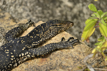 Monitor Lizard