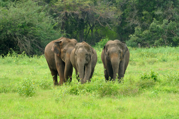 Fototapeta premium Elephants