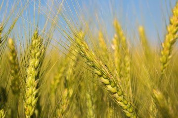 Field with harvest rye.