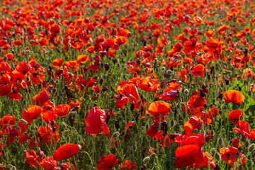 Blooming field of red poppies.