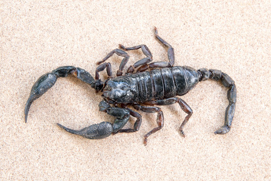 Emperor Scorpion  on rusty background.