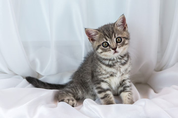 Beautiful little tabby kitten on window sill. Scottish Straight breed.