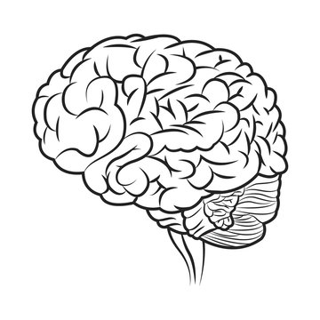 flat design human brain icon vector illustration