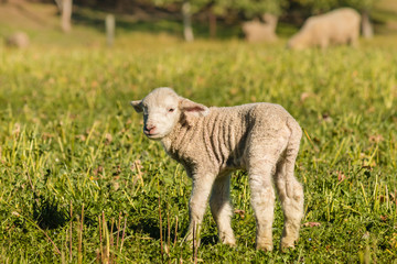 Naklejka na ściany i meble closeup of newborn lamb standing on meadow