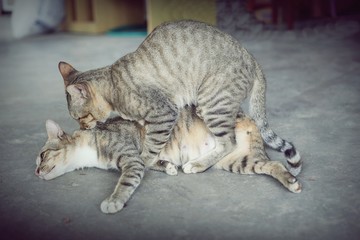 cat having sex, cat make love