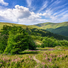 Naklejka premium path among purple flowers up to the mountains