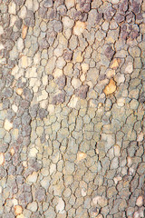 tree surface texture