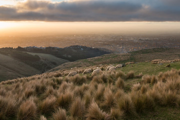 View to Christchurch from up hill pasture at sunset