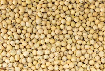Soybean background