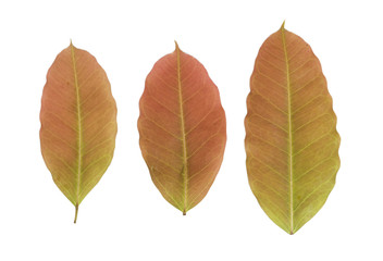 Fresh red leaf on white background