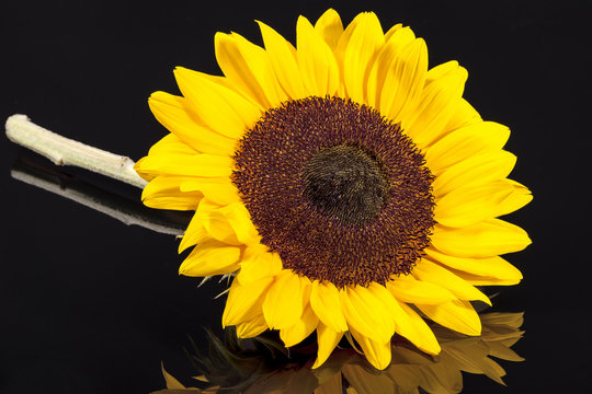 Single head of blooming sunflower isolated on white background.