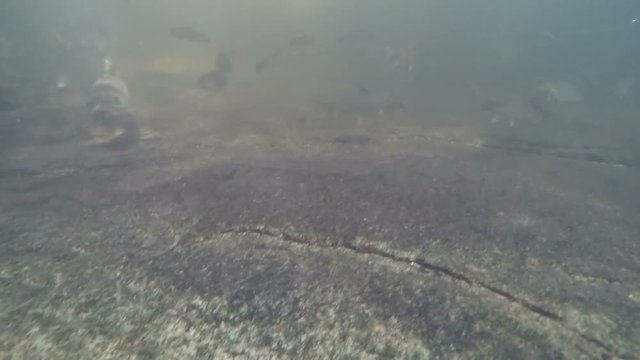 Neolissochilus in Khao Cha Mao Waterfall at Rayong Thailand