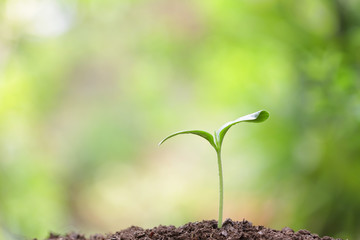 growing plants