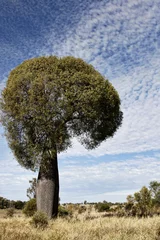 Papier Peint photo autocollant Baobab Arbre bouteille du Queensland ou Brachychiton rupestris