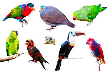 Different Parrots isolated on white background collection