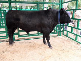 Bull. Aberdeen-Angus breed