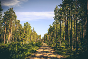 An empty sandy dirt road runs through the forest with big pine trees on both sides. Shadows fall on...