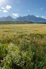 Scenic view of High Tatras, Slovakia. Vertical shot of mountains landscape with grain fields in a front. © 1tomm