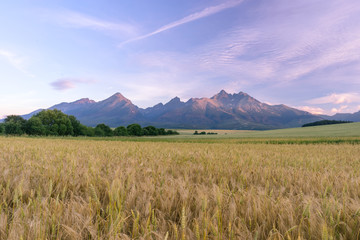 Morning view of High Tatras, Slovakia. Horizontal shot of mountains landscape with grain fields in a front. Beautiful morning light. © 1tomm