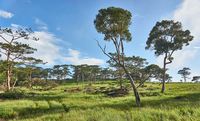 Obraz premium Grass field and trees in sunlight and blue sky.