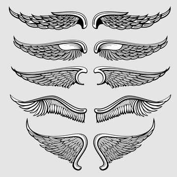 Heraldic bird, angel wings vector set
