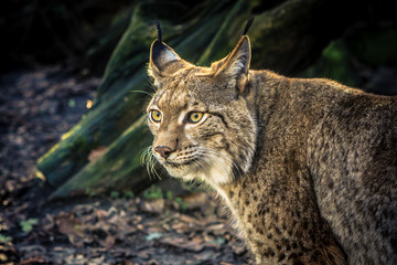 Obraz premium lynx staring