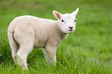 Naklejka na ściany i meble lamb in a green meadow